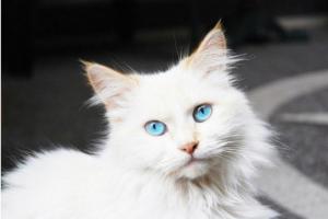 Защо мечтаете за бяла котка?