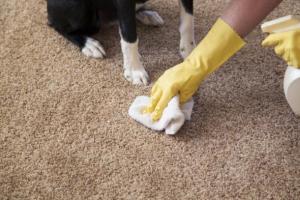 How to bleach a white carpet at home How to lighten a carpet at home
